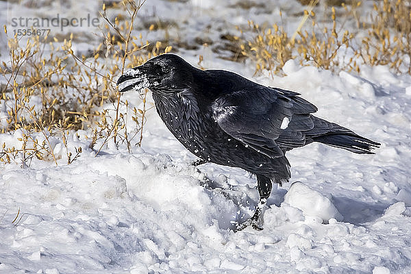 Rabe (Corvus) im Schnee; Denver  Colorado  Vereinigte Staaten von Amerika