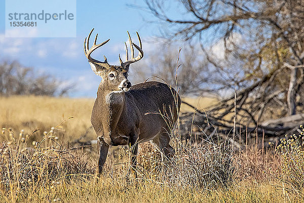 Weißwedelhirsch (Odocoileus virginianus)  stehend in einem Grasfeld; Denver  Colorado  Vereinigte Staaten von Amerika