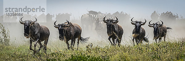 Panorama von fünf vorbeigaloppierenden Streifengnus (Connochaetes taurinus)  Serengeti-Nationalpark; Tansania