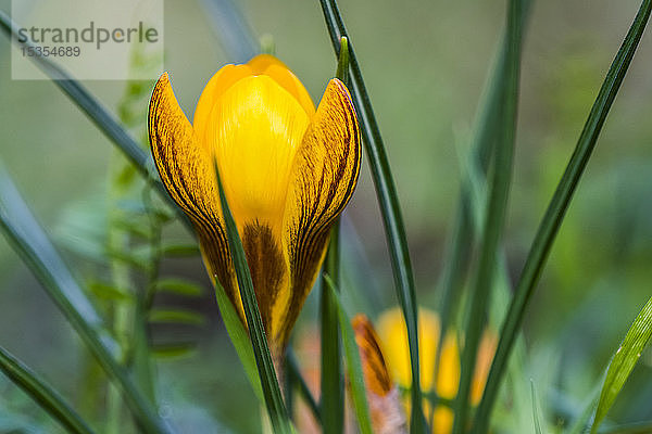 Gelbe Krokusse kündigen den Frühling in Oregon an; Astoria  Oregon  Vereinigte Staaten von Amerika