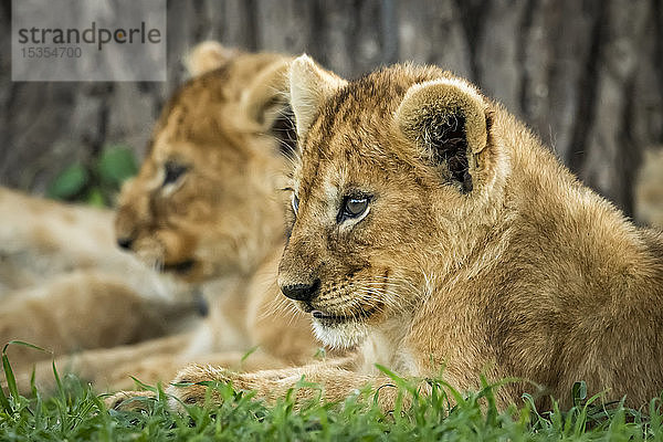 Nahaufnahme eines Löwenjungen (Panthera leo)  der neben seinem Geschwisterchen liegt  Serengeti National Park; Tansania