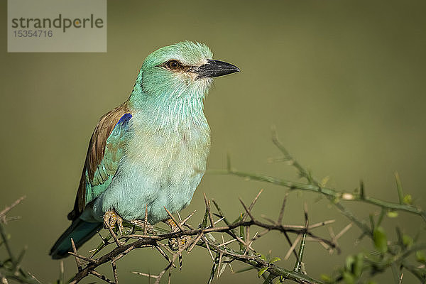 Blauracke (Coracias garrulus) auf Dornenzweig  Serengeti-Nationalpark; Tansania