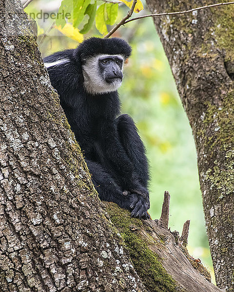 Schwarz-weißer Colobus-Affe (Colobus guereza) auf einem Baum sitzend in der Ngare Sero Mountain Lodge  in der Nähe von Arusha; Tansania