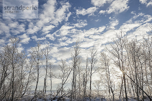 Laublose Bäume mit blauem Himmel und Wolken im Winter; Thunder Bay  Ontario  Kanada