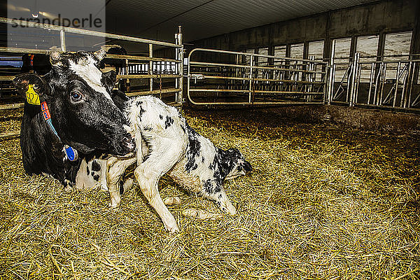 Holstein-Kuh mit ihrem neugeborenen Kalb in einem Stall auf einem Roboter-Milchviehbetrieb  nördlich von Edmonton; Alberta  Kanada