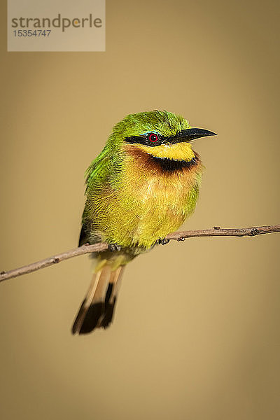 Kleiner Bienenfresser (Merops pusillus) auf gebogenem Ast nach rechts  Serengeti-Nationalpark; Tansania