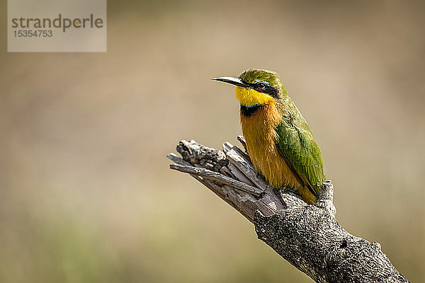 Kleiner Bienenfresser (Merops pusillus) auf totem Ast nach links  Serengeti; Tansania