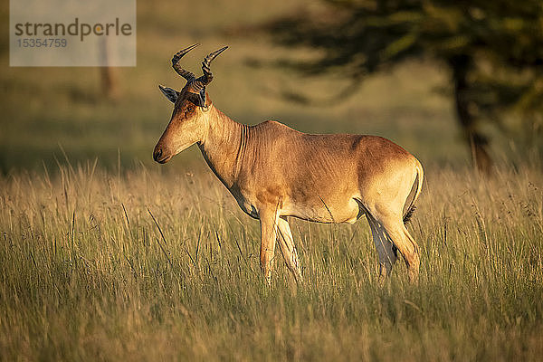 Koks-Kuhantilope (Alcelaphus buselaphus cokii) im Gras stehend in der Morgendämmerung  Serengeti-Nationalpark; Tansania