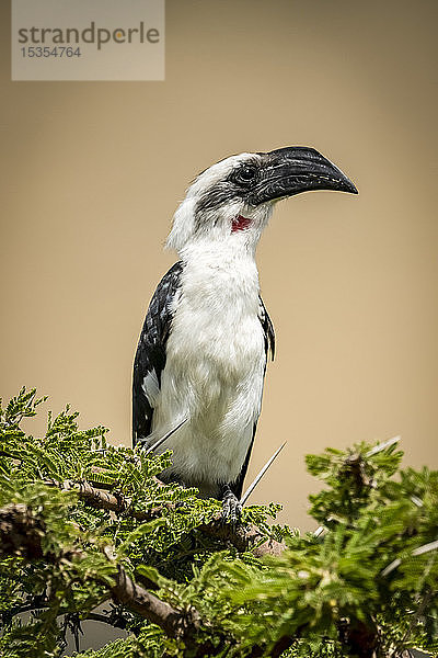 Weiblicher Von der Decken-Hornvogel (Tockus deckeni) auf Dornbusch  Serengeti; Tansania