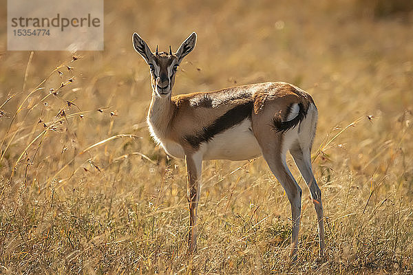 Junge Thomson-Gazelle (Eudorcas thomsonii) im Gras beim Beobachten der Kamera  Serengeti-Nationalpark; Tansania
