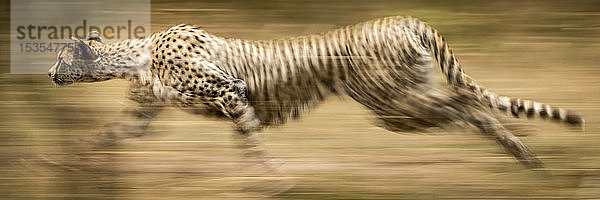 Panorama eines langsamen Schwenks eines sprintenden Geparden (Acinonyx jubatus)  Serengeti; Tansania