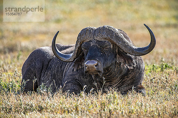 Großer männlicher Afrikanischer Büffel (Syncerus caffer) beim Ruhen im kurzen Gras im Ngorongoro-Krater  Ngorongoro-Schutzgebiet; Tansania