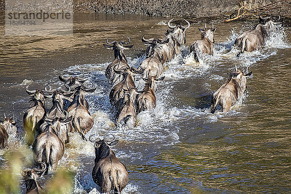 Gnus (Connochaetes taurinus) spritzen durch den Mara-Fluss  Serengeti-Nationalpark; Tansania