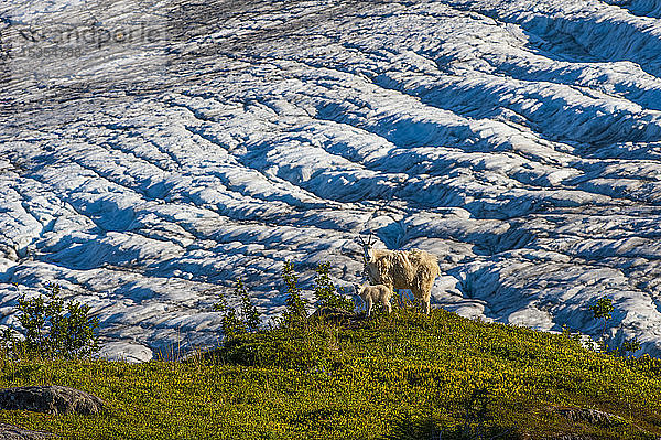 Eine Familie von Bergziegen (Oreamnos americanus) wandert auf der Tundra mit dem Exit Glacier im Hintergrund im Kenai Fjords National Park an einem sonnigen Sommernachmittag in Süd-Zentral-Alaska; Alaska  Vereinigte Staaten von Amerika