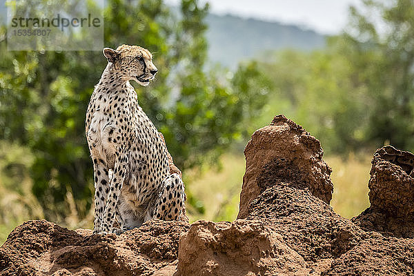 Gepard (Acinonyx jubatu) auf einem Termitenhügel sitzend und den Kopf drehend  Serengeti; Tansania