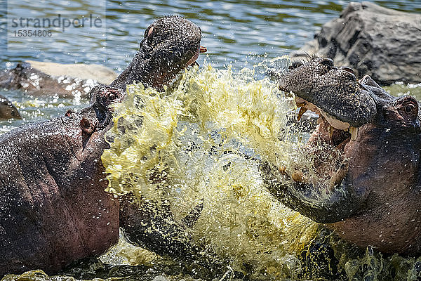 Nahaufnahme von zwei Flusspferden (Hippopotamus amphibius)  die im Wasser kämpfen und planschen  Serengeti; Tansania