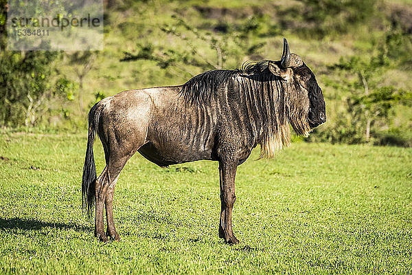 Streifengnu (Connochaetes taurinus) steht im Profil auf Gras  Serengeti; Tansania