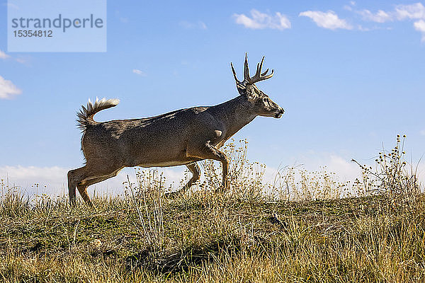 Weißwedelhirsch (Odocoileus virginianus) auf einem Feld vor blauem Himmel; Denver  Colorado  Vereinigte Staaten von Amerika