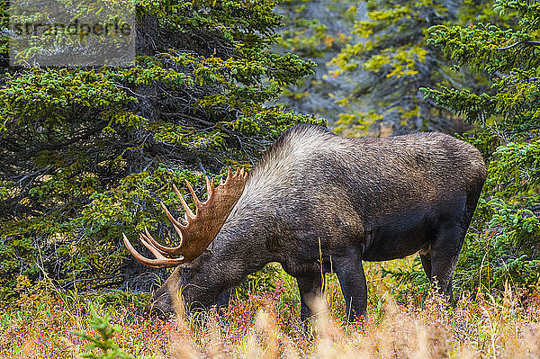 Großer Elchbulle (Alces alces)  stehend im Gebüsch in der Nähe des Powerline Pass im Chugach State Park  in der Nähe von Anchorage in Süd-Zentral-Alaska an einem sonnigen Herbsttag; Alaska  Vereinigte Staaten von Amerika