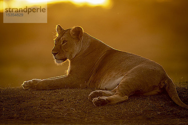 Im Gegenlicht liegende Löwin (Panthera Leo) bei Sonnenuntergang  Serengeti National Park; Tansania