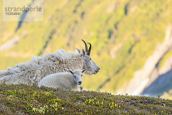 Eine Bergziege (Oreamnos americanus) als Kindermädchen mit ihrem Zicklein an einem sonnigen Sommertag auf einer Bergkuppe im Kenai Fjords National Park; Alaska  Vereinigte Staaten von Amerika