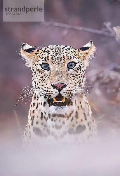 Porträt eines Leoparden (Panthera pardus)  verdeckt durch Nebeltechnik  Nordindien; Rajasthan  Indien