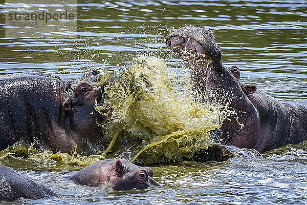 Nahaufnahme eines Flusspferdes (Hippopotamus amphibius)  das ein anderes im Wasser bespritzt  Serengeti; Tansania