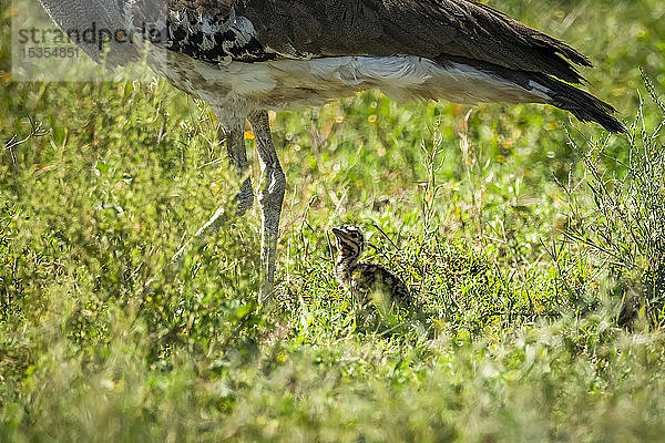 Nahaufnahme der Beine einer Kori-Trappe (Ardeotis kori) mit Küken  Serengeti-Nationalpark; Tansania