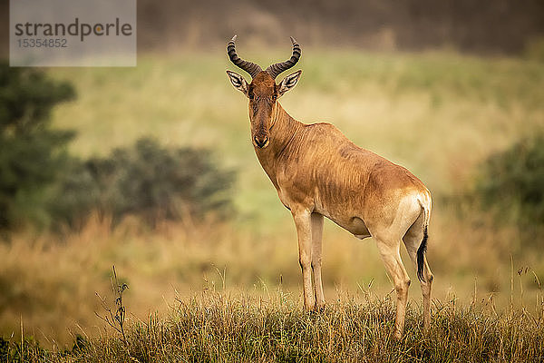 Männliche Kuhantilope (Alcelaphus buselaphus cokii) steht auf einem Hügel und beobachtet die Kamera  Serengeti National Park; Tansania