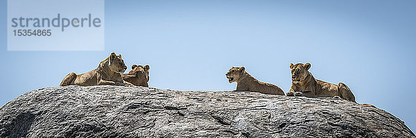 Panorama von vier Löwen (Panthera leo) auf einer Kuppe liegend  Serengeti-Nationalpark; Tansania