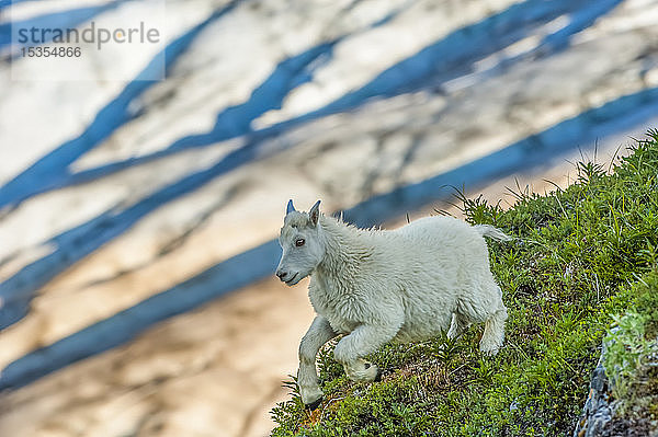 Nahaufnahme eines Zickleins der Bergziege (Oreamnos americanus)  das an einem sonnigen Sommernachmittag im Kenai Fjords National Park in Süd-Zentral-Alaska läuft. Im Hintergrund ist der Exit Glacier zu sehen; Alaska  Vereinigte Staaten von Amerika