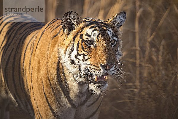 Bengalischer Tiger (Panthera tigris tigris)  Ranthambore National Park; Indien