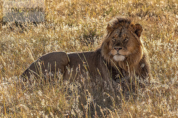 Männlicher Löwe (Panthera leo) im Gras liegend und nach oben schauend  Serengeti; Tansanai