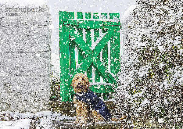 Hund mit Mantel  der bei Schneefall auf einem Steilhang sitzt; South Shields  Tyne and Wear  England