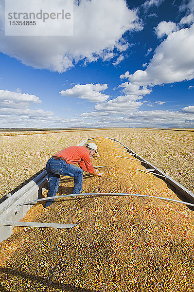 Ein Landwirt prüft während der Ernte seine Futtermais-/Kornmaisernte auf dem Rücksitz eines landwirtschaftlichen Fahrzeugs in der Nähe von Niverville  Manitoba  Kanada