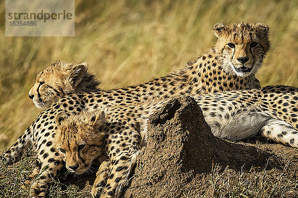Nahaufnahme von Gepardenjungen (Acinonyx jubatus) in der Nähe eines Termitenhügels  Serengeti  Tansania
