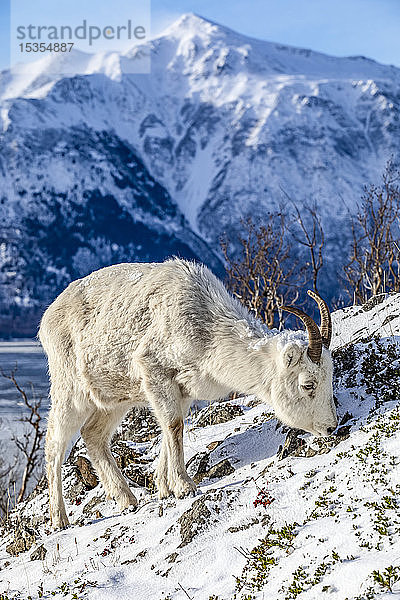 Dallschafschaf (Ovis dalli) beim Fressen an einem felsigen Hang mit Blick auf den Turnagain Arm und die Kenai Mountains in der Nähe des Seward Highway bei MP 107 im Winter mit Schnee  Süd-Zentral-Alaska; Alaska  Vereinigte Staaten von Amerika