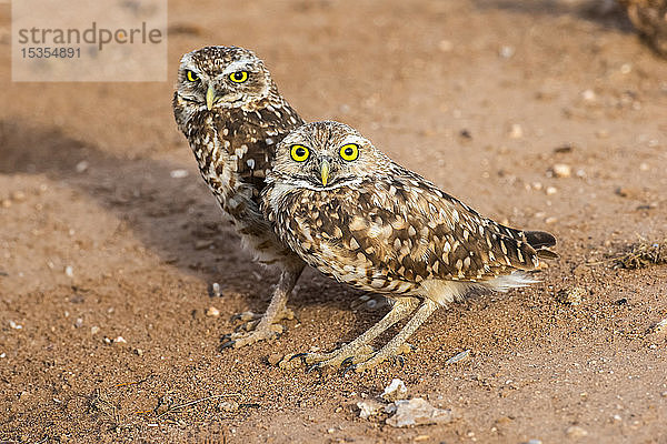 Zwei Kanincheneulen (Athene cunicularia)  nebeneinander sitzend in der Nähe des Eingangs zu ihrem Bau; Casa Grande  Arizona  Vereinigte Staaten von Amerika