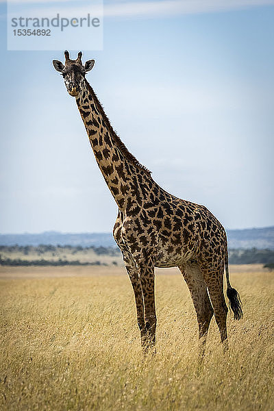 Massai-Giraffe (Giraffa camelopardalis tippelskirchii) im Grasland mit Blick auf die Kamera  Serengeti-Nationalpark; Tansania