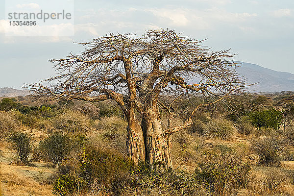 Blattloser Baobab-Baum (Adansonia Digitata) mit von Elefanten vernarbtem Stamm im Ruaha-Nationalpark; Tansania