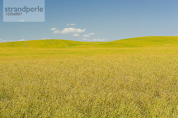 Reifendes Flachsfeld  in der Nähe von Ponteix; Saskatchewan  Kanada