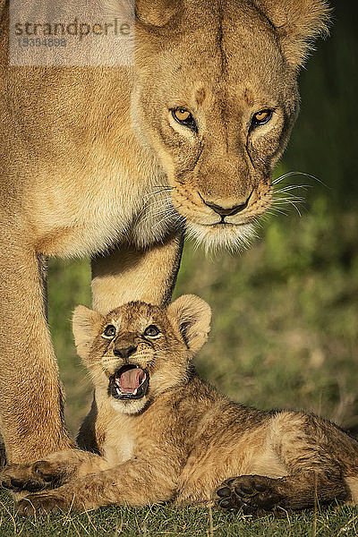 Nahaufnahme eines Löwenjungen (Panthera leo)  der zu einer Löwin aufblickt  Serengeti-Nationalpark; Tansania