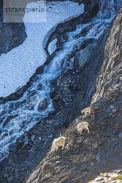 Eine Familie von Bergziegen (Oreamnos americanus) auf Klippen mit einem Wasserfall im Hintergrund im Kenai Fjords National Park an einem sonnigen Sommertag; Alaska  Vereinigte Staaten von Amerika