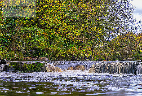 Über Felsen stürzendes Wasser in einem fließenden Fluss mit herbstlich gefärbtem Laub an den Bäumen; Richmond  North Yorkshire  England