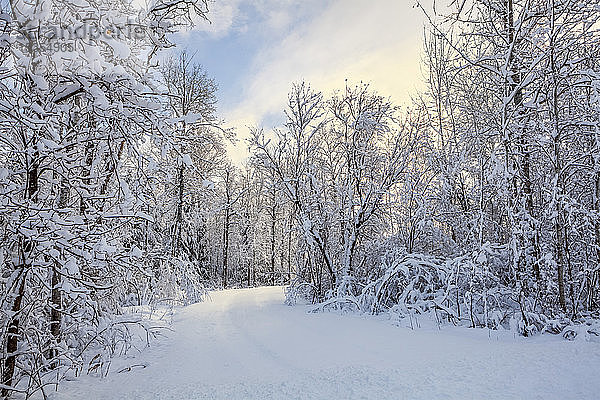 Schneebedeckte Bäume mit Weg und blauem Himmel; Thunder Bay  Ontario  Kanada