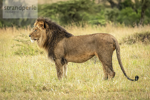 Männlicher Löwe (Panthera leo) steht im Gras im Profil  Serengeti-Nationalpark; Tansania