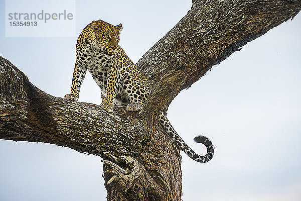 Leopard (Panthera pardus) hockt in einem Baum im Ndutu-Gebiet des Ngorongoro-Krater-Schutzgebiets in den Serengeti-Ebenen; Tansania