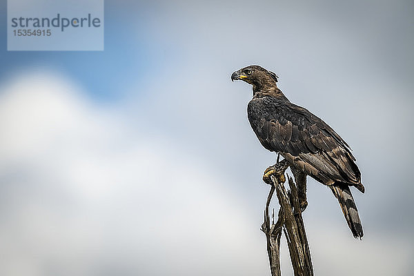 Afrikanischer Kronenadler (Stephanoaetus coronatus) auf Baumstumpf nach links  Serengeti-Nationalpark; Tansania