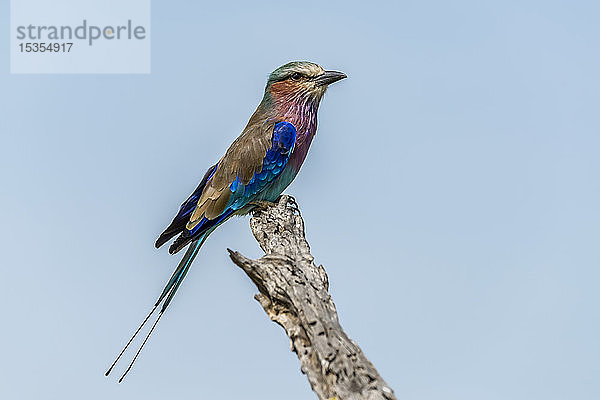 Lila Bruströtchen (Coracias caudatus) im Profil auf einem toten Ast  Serengeti-Nationalpark; Tansania