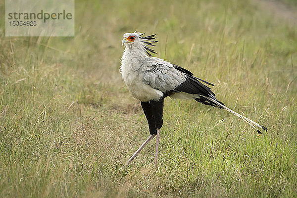 Sekretärvogel (Sagittarius serpentarius)  der nach links über das Gras läuft  Serengeti-Nationalpark; Tansania